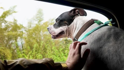 Owner petting pitbull dog while riding in car looking out from car window - Stockbeeldmateriaal 333544042