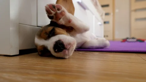 Owner pick and raise soft ear of sleeping puppy, doggy stretch and wave paw Stock Footage 118880592