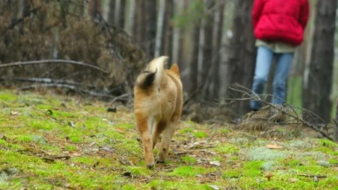 The owner is playing with her pet Stock Footage 256434059