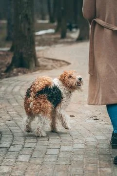 Owner playing with her wire-haired fox terrier in a park outdoors. Stock Photos