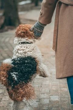 Owner playing with her wire-haired fox terrier in a park outdoors. Stock Photos