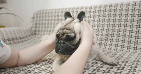 Owner playing with its funny cute pug dog, making ears like rabbit. Funny dog Stock-Footage 149154124