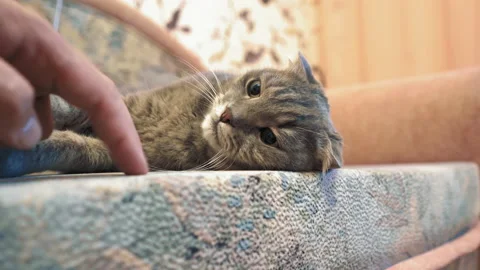 Owner plays with the cat on the couch. Pet is lying on the couch. Man teases the Stock Footage 139034674