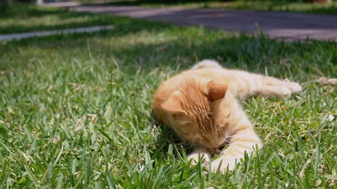Owner Plays with a Charming Ginger Cat Lying in the Green Grass Stock Footage 312522896