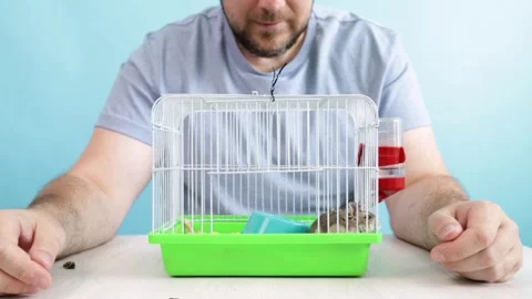 The owner plays with the hamster, hamster gnaws on a seed, pet enjoys the t.. Stock Footage 280852964