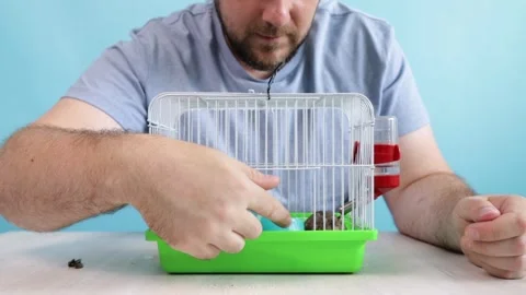 The owner plays with the hamster, the man feeds his pet, the hamster is a p.. Stock Footage 280852939