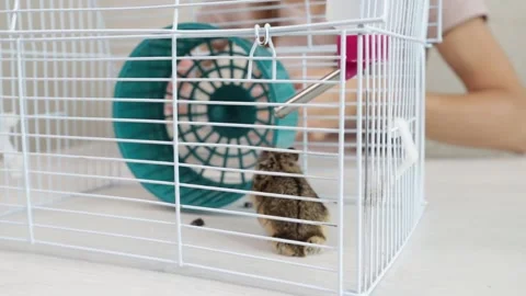 The owner plays with the hamster, the pet eats from a bowl, the hamster gna.. Stock Footage 288731213