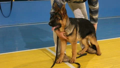 The owner is preparing to show german shepherd puppy Stock Footage 10908620