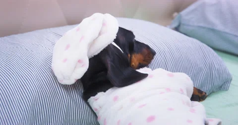 Owner puts cap for sleeping on head of dachshund dog in terry pajamas. Stock Footage 235260086