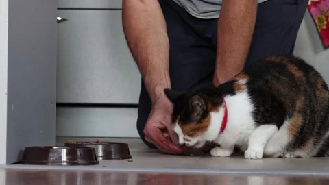 Owner puts in front of tricolor cat pellets of dry cat food because cat fin.. Stock Footage 318622340