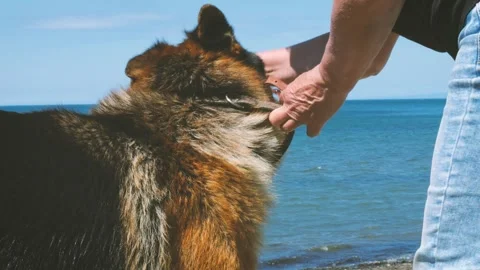 The Owner Puts a Muzzle on a German Shepherd at the Seaside Stock Footage 318631970
