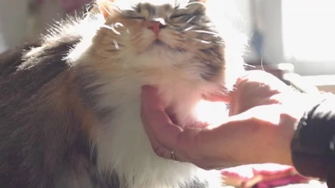 The owner scratches the neck of a contented fluffy cat Stock Footage 187192525