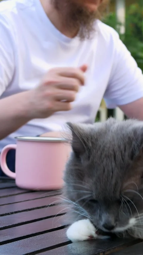 Owner sitting by pool, engrossed in smartphone, next to fluffy gray cat Stock Footage 278072402