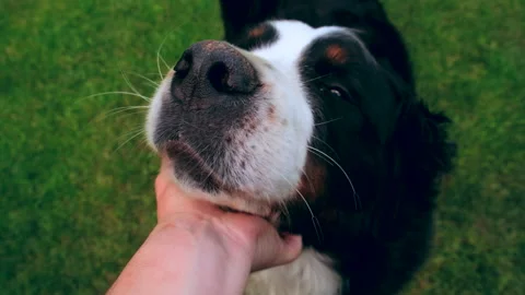 Owner sniffs big Bernese mountain dog Stock Footage 197322803