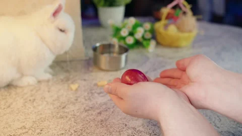 Owner softly presents red egg to rabbit beside water bowl and basket Video stock 330497662