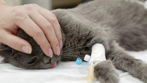 The owner strokes her sleeping cat after surgery. Stock Footage 153631753