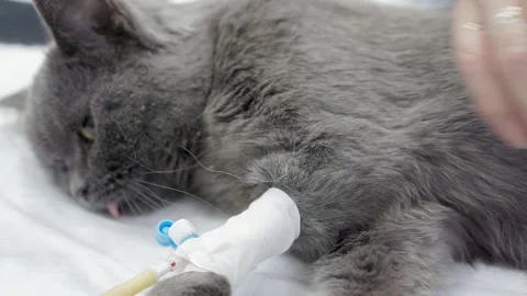 The owner strokes her sleeping cat after surgery. Stock Footage 153632406