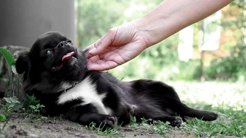 The owner strokes his long-haired Chihuahua dog Stock Footage 279156044