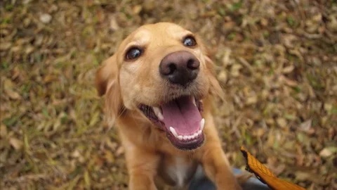 Owner is stroking dog on head. Video stock 81595414