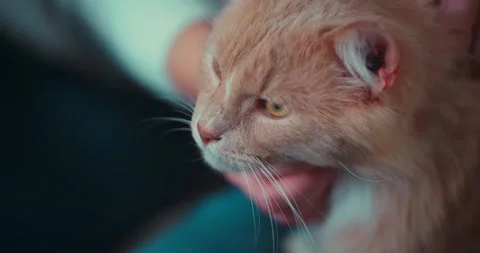 The owner is stroking a red fluffy cat. Home pet cat. Stock Footage 170193693
