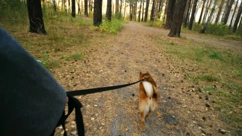 Owner strolling through a vibrant forest with a shiba inu dog on a leash Stock Footage 296749227