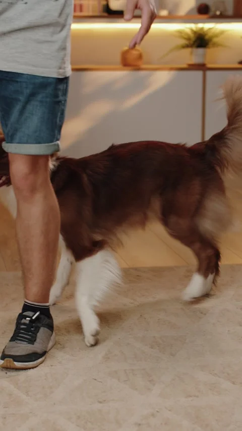 Owner Teaches the Dog Tricks. Border Collie Dog Breed 스톡 동영상 279965570