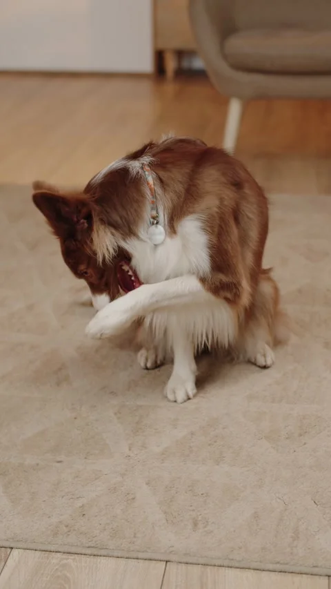 Owner Teaches the Dog Tricks. Border Collie Dog Breed Video stock 279965601