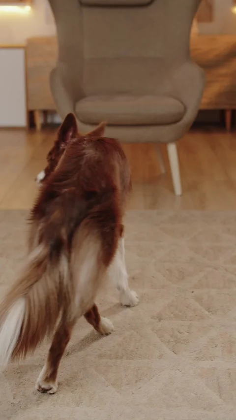 Owner Teaches the Dog Tricks. Border Collie Dog Breed Vídeos de archivo 279965694