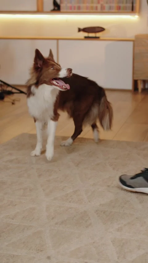 Owner Teaches the Dog Tricks on camera. Border Collie Dog Breed Vídeos de archivo 279965669