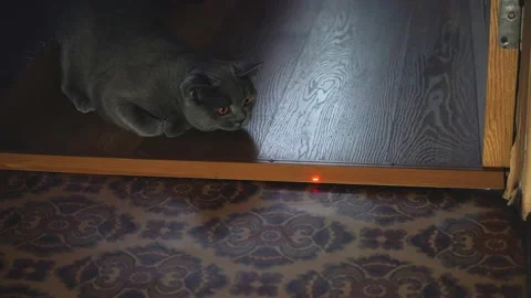 The owner teases his cat with the light from a laser pointer Stock Footage 150767724