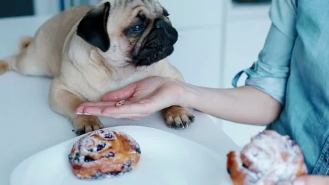 The owner teasing the dog with a bun Stock Footage 88180209