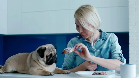 The owner teasing the dog with a bun Stock Footage 91065146