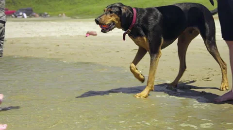 Owner throws ball to dog Stock Footage 59994086
