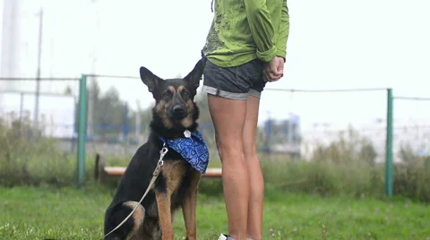 Owner training with dog. Heel command Stock Footage 66757756