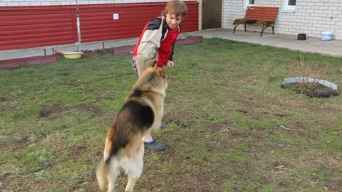 Owner training his dog to attack Stock Footage 128419675