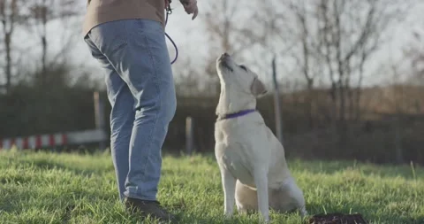 Owner Training Labrador to Sit on Grassy Field, Obedience Session, Medium Shot Stock Footage 341317738