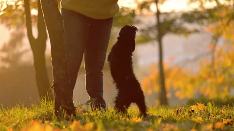 Owner Training Miniature Schnauzer Standing Up Stock Footage 336331578