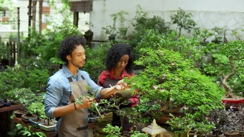 Owner training worker on bonsai tree at plant shop Stock Footage 168821379