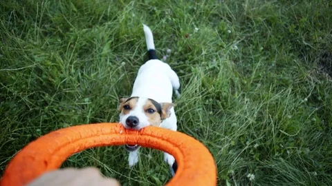 Owner turns the dog in the ring. Stock Footage 77089997