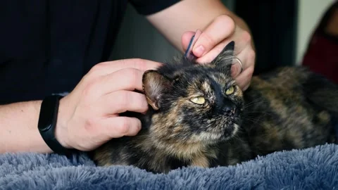 The owner uses anti-flea drops to treat a cat. Pets preventation of tick. Feline Vidéo 314459560