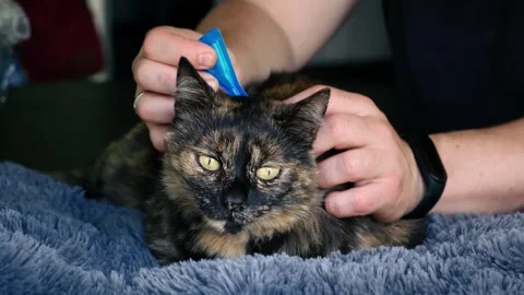 The owner uses flea drops to treat the cat. Prevention of ticks in pets. The Stock Footage 317614252