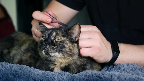 The owner uses flea drops to treat the cat. Prevention of ticks in pets. The Stock Footage 317614317