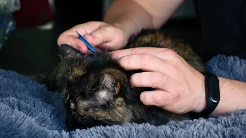 The owner uses flea drops to treat the cat. Prevention of ticks in pets. The Stock Footage 317614341