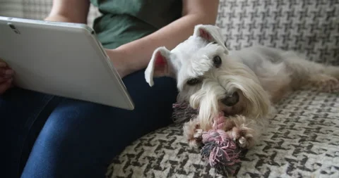 The owner using tablet. Schnauzer terrier dog playing with toy 스톡 동영상 161128620