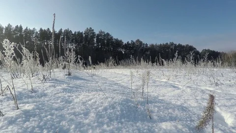 Owner is walking with a dog in the winter. Stock Footage 71755658