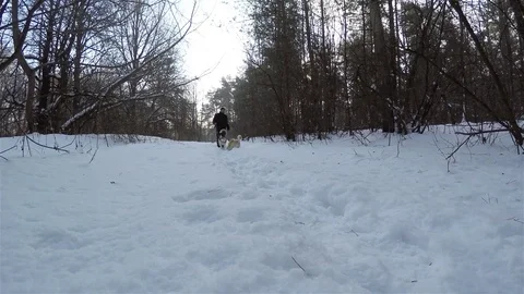 Owner is walking with a dog in the winter forest. Stock-Footage 71754716