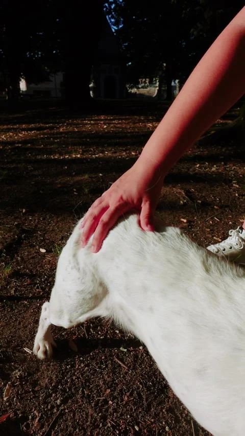 Owner of a white dog pulling his hair out with his hands and the hair flying Video stock 280478059