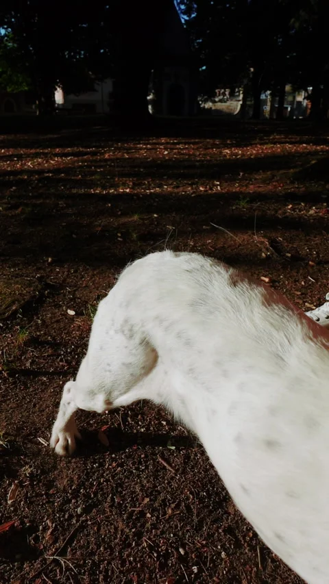 Owner of a white dog pulling his hair out with his hands Video stock 280482535