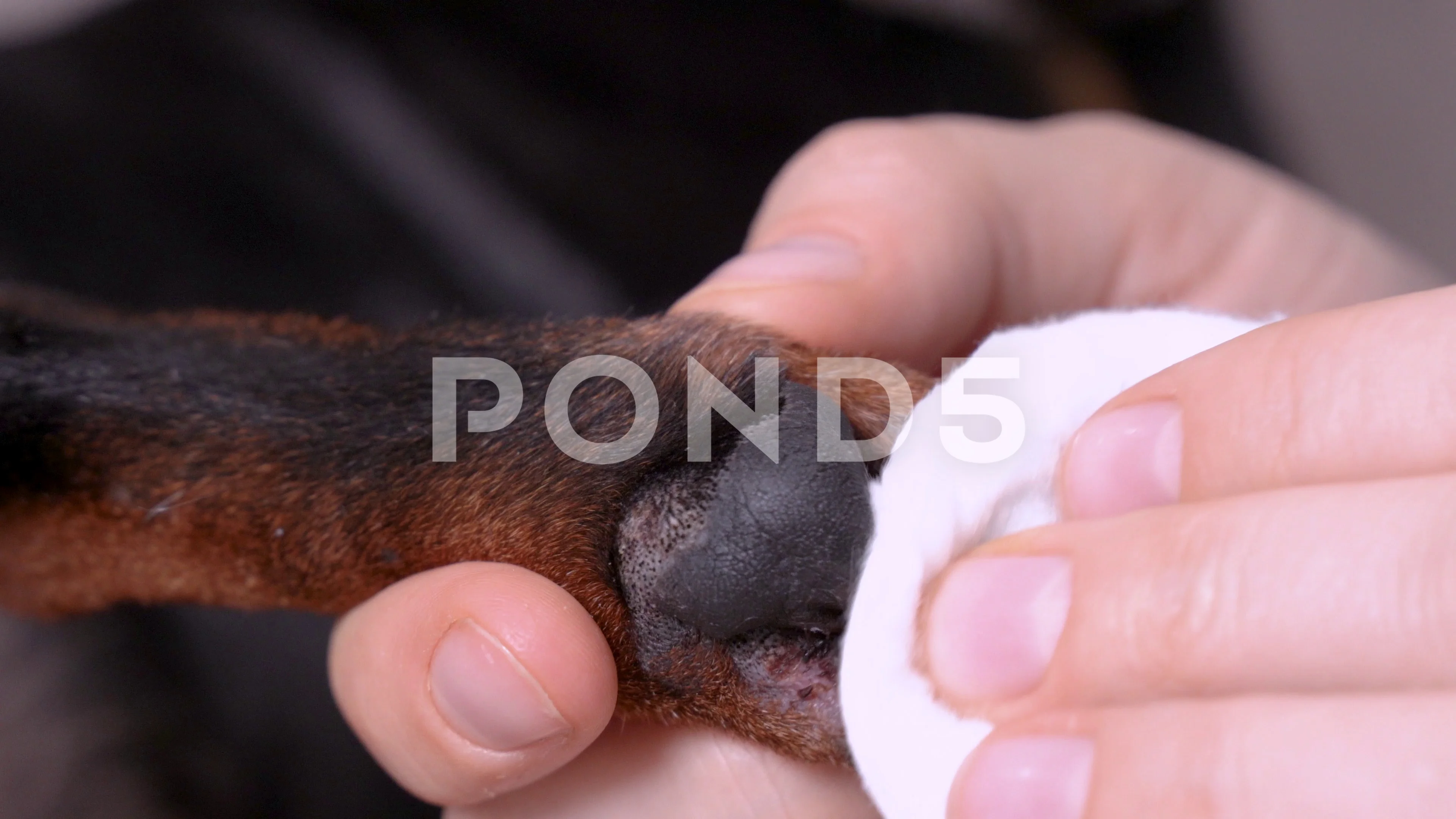 What To Put On Dog Paw Wound