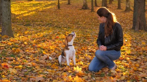 Owner woman speak to dog, beagle turn Stock Video Pond5